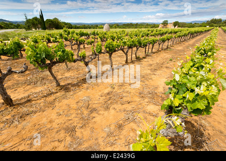 De Vigne près de Bonnieux, Provence, France Banque D'Images