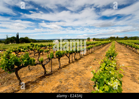 De Vigne près de Bonnieux, Provence, France Banque D'Images