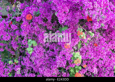 Vue rapprochée d'une usine de bougainvilliers Banque D'Images