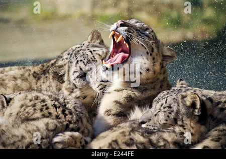 Lying famille de Snow Leopard (Panthera uncia) Irbis Banque D'Images