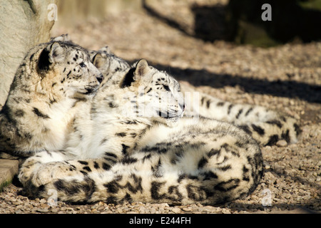 Lying famille de Snow Leopard (Panthera uncia) Irbis Banque D'Images
