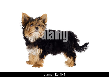 Puppy de Yorkshire Terrier isolé sur fond blanc Banque D'Images