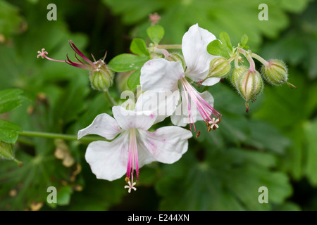 Fleurs blanches de l'evergreen, géranium macrorrhizum géranium vivace 'Album' Banque D'Images