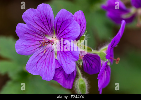 Capitule de la puple hardy, géranium sanguin Geranium x magnificum Banque D'Images