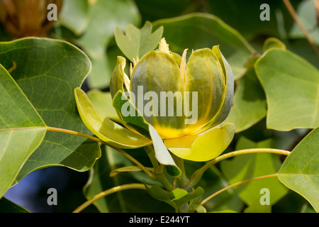 Fleur de the tulip tree, Liriodendron tulipifera Banque D'Images