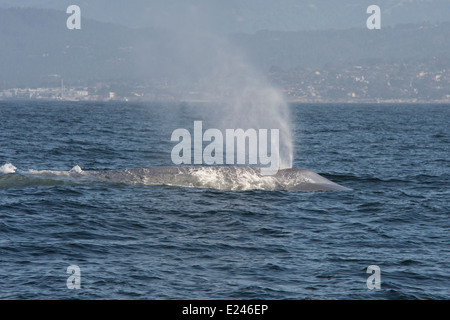 Rorqual bleu (Balaenoptera Musculus). Monterey, Californie, l'océan Pacifique. Banque D'Images