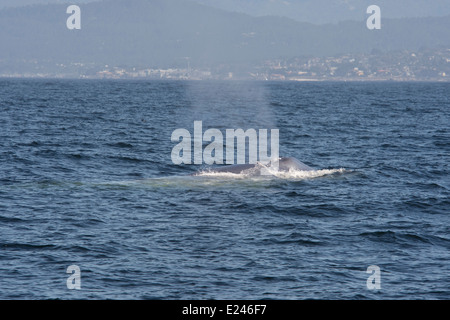 Rorqual bleu (Balaenoptera Musculus). Monterey, Californie, l'océan Pacifique. Banque D'Images