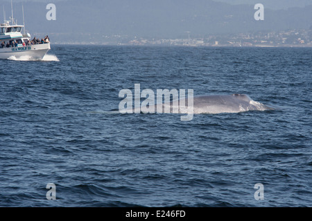 Rorqual bleu (Balaenoptera Musculus) surfacing près de bateau d'observation des baleines. Monterey, Californie, l'océan Pacifique. Banque D'Images