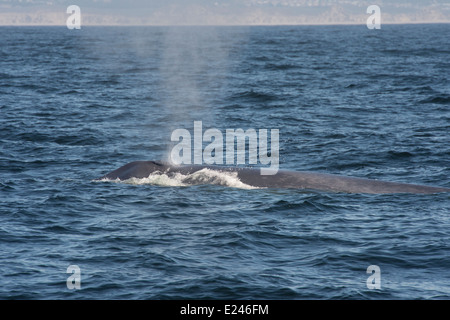 Rorqual bleu (Balaenoptera Musculus). Monterey, Californie, l'océan Pacifique. Banque D'Images