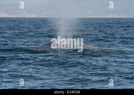 Rorqual bleu (Balaenoptera Musculus). Monterey, Californie, l'océan Pacifique. Banque D'Images