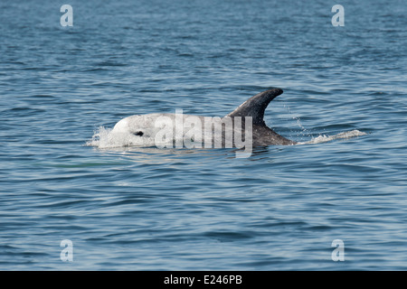 Dauphin de Risso (Grampus griseus) à la surface. Monterey, Californie, l'océan Pacifique. Banque D'Images