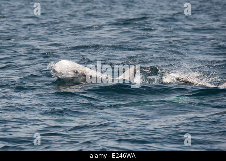 Les dauphins de Risso (Grampus griseus) à la surface. Monterey, Californie, l'océan Pacifique. Banque D'Images