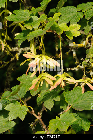 Graines ailées d'érable sycomore (Acer pseudoplatanus). Grindleford, Derbyshire, Royaume-Uni. 11Jul13 Banque D'Images