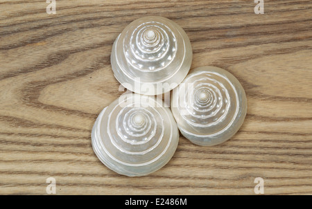 Vue de dessus de la mère de pearl coquillages placés sur des planches en bois rustique. Banque D'Images