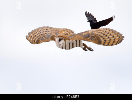 Elkton, Oregon, USA. 15 Juin, 2014. Un adulte effraie des clochers est agressée par un blackbird comme la paire glisser dans une zone boisée le long de l'Umpqua River près de Elkton, dans le sud-ouest de l'Oregon. Les biologistes appellent le comportement ''mobbing'', et nous croyons que les plus petits oiseaux utilisent le comportement afin de l'agrandir oiseaux prédateurs loin de nids ou de poussins. Crédit : Robin Loznak ZUMAPRESS.com/Alamy/Live News Banque D'Images