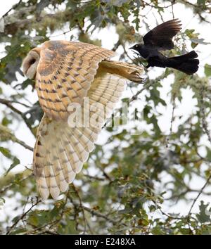 Elkton, Oregon, USA. 15 Juin, 2014. Un adulte effraie des clochers est agressée par un blackbird comme la paire glisser dans une zone boisée le long de l'Umpqua River près de Elkton, dans le sud-ouest de l'Oregon. Les biologistes appellent le comportement ''mobbing'', et nous croyons que les plus petits oiseaux utilisent le comportement afin de l'agrandir oiseaux prédateurs loin de nids ou de poussins. Crédit : Robin Loznak ZUMAPRESS.com/Alamy/Live News Banque D'Images