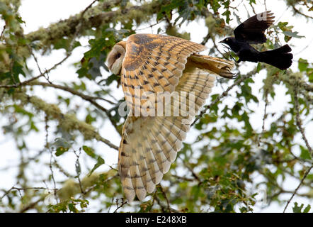 Elkton, Oregon, USA. 15 Juin, 2014. Un adulte effraie des clochers est agressée par un blackbird comme la paire glisser dans une zone boisée le long de l'Umpqua River près de Elkton, dans le sud-ouest de l'Oregon. Les biologistes appellent le comportement ''mobbing'', et nous croyons que les plus petits oiseaux utilisent le comportement afin de l'agrandir oiseaux prédateurs loin de nids ou de poussins. Crédit : Robin Loznak ZUMAPRESS.com/Alamy/Live News Banque D'Images