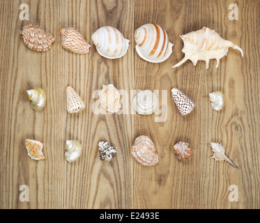 Vue de dessus de coquilles de mer situé sur les planches de bois rustique. Banque D'Images