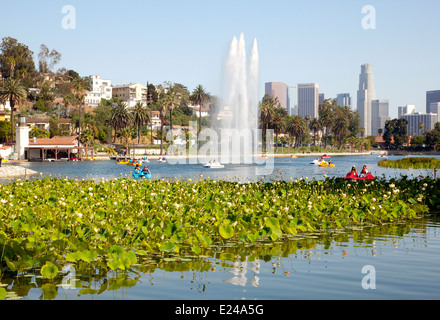 Plantes en fleurs de lotus dans le lac Echo Park, Los Angeles, CA, 2014 Banque D'Images