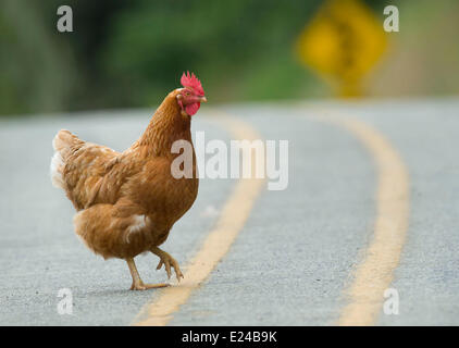 Elkton, Oregon, USA. 15 Juin, 2014. Un poulet met en traversant une route de près de Elkton, dans le sud-ouest de l'Oregon. /ZUMAPRESS.com/Alamy Loznak © Robin Live News Banque D'Images