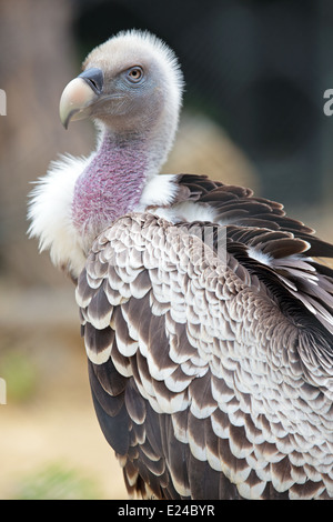 Portrait d'un de Ruppell vautour fauve (Gyps rueppellii) Banque D'Images