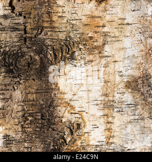 Arrière-plan de l'écorce de bouleau avec un noeud Banque D'Images