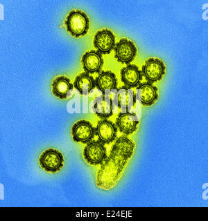 H1n1 particules de virus Banque D'Images