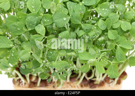 Haricots Pois germés avec racines isolé sur fond blanc Banque D'Images