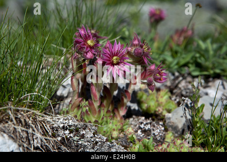 Sempervivum montanum Banque D'Images