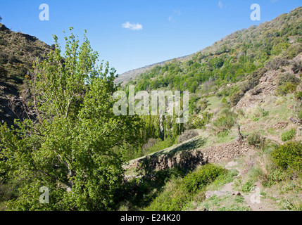 Paysage de la rivière Rio Poqueira gorge haute vallée, Alpujarras, Sierra Nevada, Granada Province, Espagne Banque D'Images
