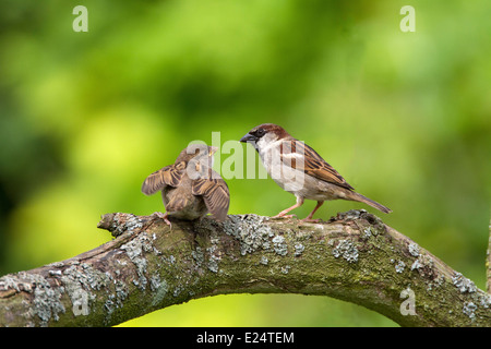 Young House Sparrow mendier de la nourriture de l'homme adulte. Banque D'Images