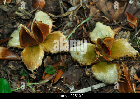 Graines de hêtre ou de noix à l'automne Banque D'Images