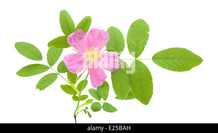 Dog rose rose isolated on white Banque D'Images