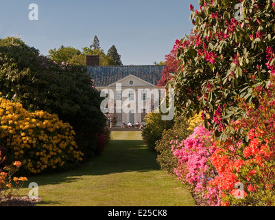 La magnifique Rhododendron et Azalées dans les jardins de Stody Lodge à Norfolk, Angleterre Banque D'Images