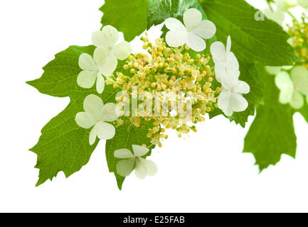 Guelder rose flowers isolated on white Banque D'Images