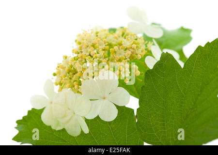 Guelder rose flowers isolated on white Banque D'Images