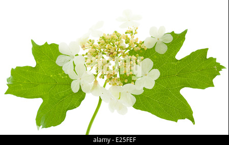 Guelder rose flowers isolated on white Banque D'Images