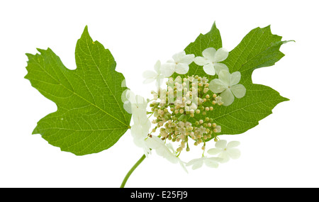 Guelder rose flowers isolated on white Banque D'Images