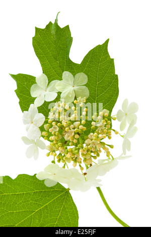 Guelder rose flowers isolated on white Banque D'Images