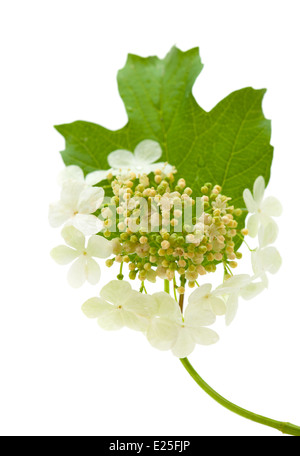 Guelder rose flowers isolated on white Banque D'Images