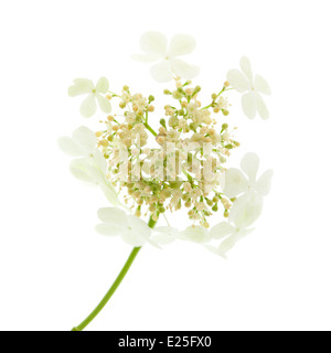 Guelder rose flowers isolated on white Banque D'Images