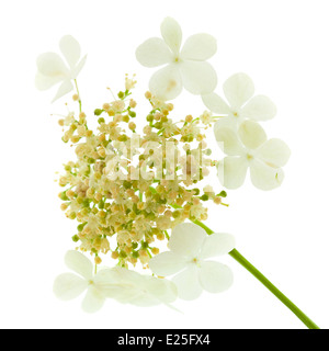 Guelder rose flowers isolated on white Banque D'Images