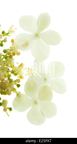 Guelder rose flowers isolated on white Banque D'Images