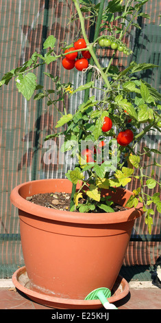 Plant de tomate rouge cultivé dans un pot dans le jardin, sur la terrasse Banque D'Images