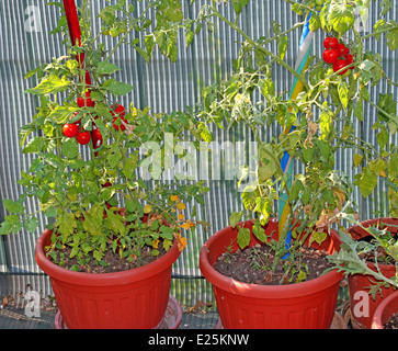 Deux plants de tomates cultivées dans des pots sur la terrasse de la maison dans la ville Banque D'Images