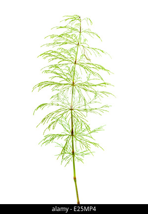 Plante de prêle isolated on white Banque D'Images