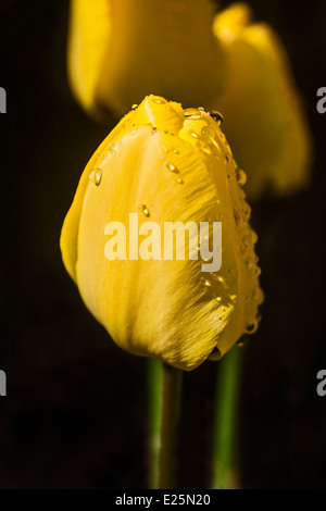 Tulipes jaunes sur fond noir Banque D'Images