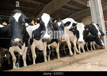 Les vaches Holstein noir et blanc Banque D'Images