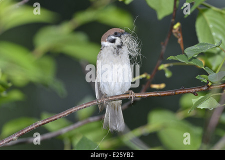 Moineau friquet Passer montanus Banque D'Images