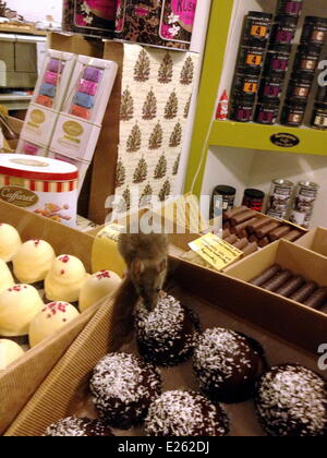 Invasion de rats à Lisa la boutique de chocolat dans la vieille ville. Après la fermeture de la boutique congés du personnel des spécialités de chocolat l'usine Royal Danois Michelsen Chokolade dans le magasin et dans la fenêtre pour les passants à afficher. Étrange de les laisser déballer la nuit, étant donné que la vieille ville a de gros problèmes avec les rats et autres vermines. Ce rat riches festins audacieux sur les bonus dans la boutique et clairement visible pour les passants dans la rue. Où : Stockholm, Suède Quand : 06 Jan 2014 Banque D'Images